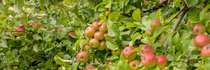 Panoramic image. Apples on an apple tree branch in the garden