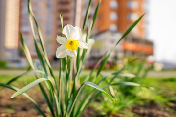 Close-up of a narcissus flower in early spring against a blurry city background