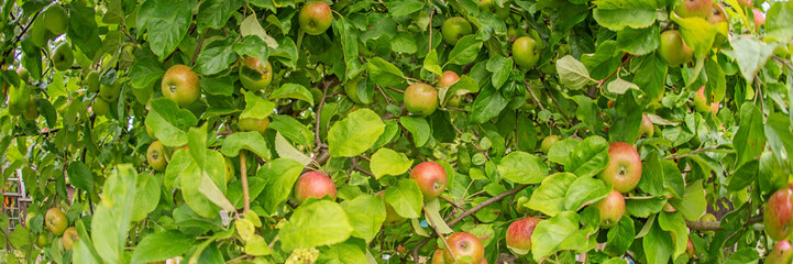 Panoramic image. Apples on an apple tree branch in the garden