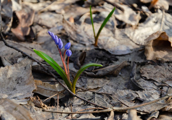 blooming blue snowdrop, primroses on a happy spring day