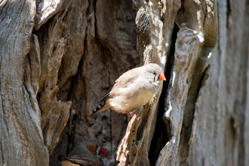 Fototapeta premium this is a side view of a zebra finch