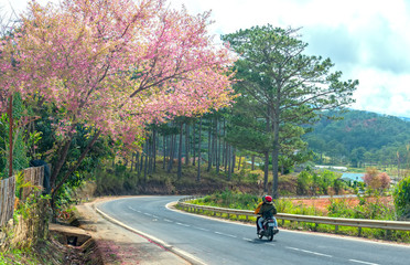 Landscape cherry apricot trees blooming along road in spring morning, traffic background merges into a picture of peaceful life in rural Da Lat plateau, Vietnam