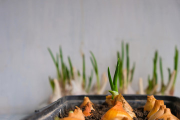Germination of plants at home. Growth concept. Healthy eating concept.