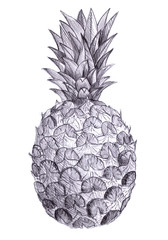 Pineapple pencil drawn sketch, illustration tropical fruit