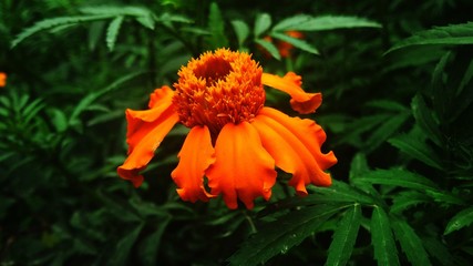 Beautiful Single Marigold In Home Garden