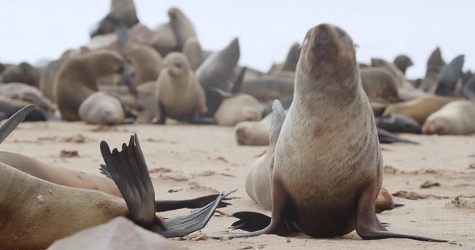 Big seal is walking on the beach surrounded by other seals, huge colony, 4k