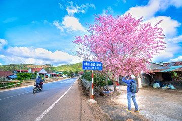 Photographer taking photos of cherry trees blooming along the road in beautiful spring mornings...