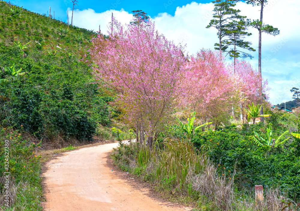 Wall mural Cherry blossom along suburban street leading into the village in the countryside plateau welcome spring