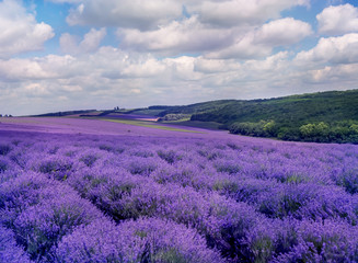 Naklejka na ściany i meble Beautiful landscape of lavender fields of blooming lavender on a hilly area. Moldova.