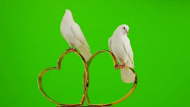 Wedding doves sit on a wedding symbol of golden hearts. green screen.