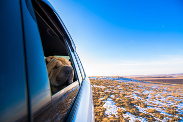 the dog Shar-Pei is in the back seat of the car, looking out the window. red dog close-up