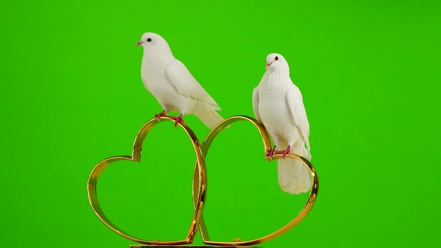 Wedding doves sit on a wedding symbol of golden hearts. green screen.