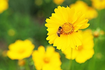 여행중찍은꽃과풍경입니다