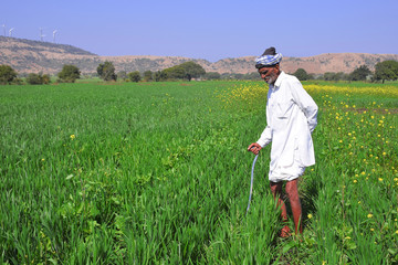 Elderly Indian farmer inspecting his wheat field. Greenery of Indian farms. spring crop