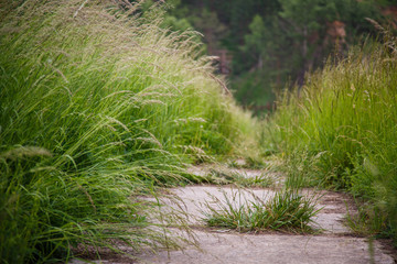 Background from green plants. Greenery background of green summer grass. A way through the grass