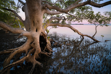 Mangrove tree growing at nudgee beach being lit by a soft sunrise in queensland australia - obrazy, fototapety, plakaty