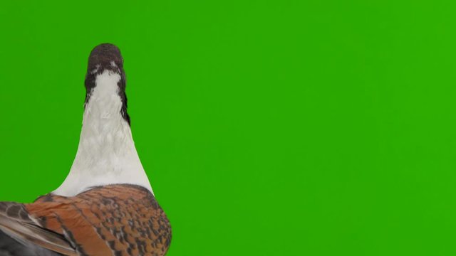 portrait two German pigeon modena isolated on gren screen, flying dove