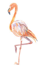 Illustration of bird-pink flamingo