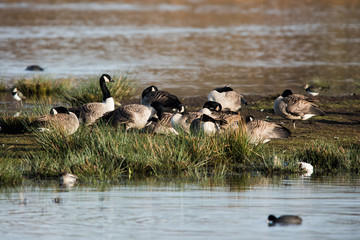 Canada Goose in habitat. His Latin name is Branta Canadensis.