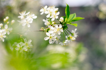 Cherry branches are covered with white flowers and green leaves. Background with flowers on a spring day.