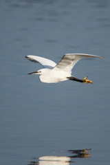 Little Egret in flight. Her Latin name is Egretta Garzetta.