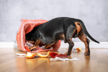 Cute dachshund dog, black and tan,  pushed and climbed into the garbage can at home. naughty puppy. - obrazy, fototapety, plakaty