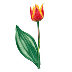 Realistic red tulip in the middle period of flowering. Wild meadow spring flower. Watercolor hand painted isolated elements on white background.