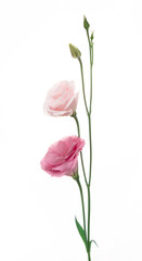 pink eustoma on white background