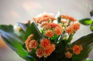 Blooming  orange Kalanchoe (Kalandiva kalanchoe) in pot on windo