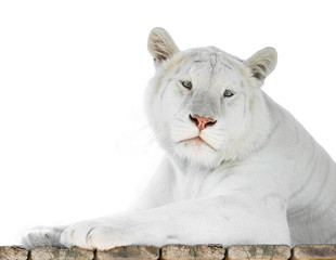 Obraz premium Albino tigress lying with white background