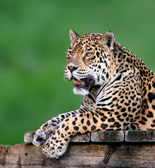 Portrait of a jaguar lying with green background © xyo33