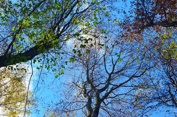 Crowns of trees in the autumn forest against the blue sky