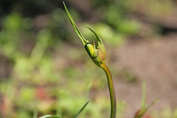 Unopened Bud of Daylily on a stem