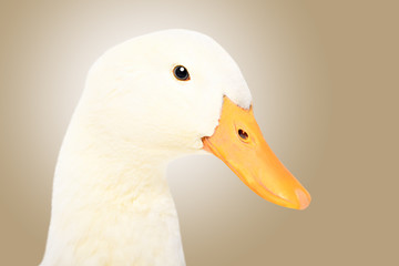 Portrait of a cute duck, closeup, side view,  brown background