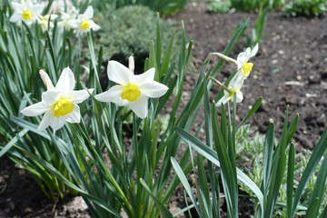 Several white flowers of narcissuses in April