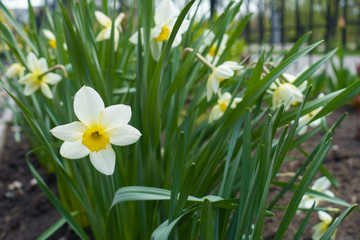 White flowers of narcissus in mid April