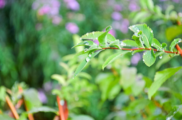 Dew on green leaves of Spirea shrub