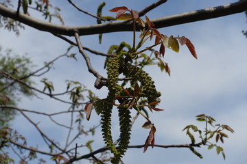 Male flowers on branch of walnut tree against the sky in April