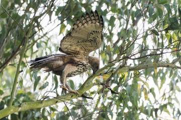 Mountain Hawk Eagle or Hodgson's hawk-eagle, is a large bird of prey native to Asia. The latter name is in reference to the naturalist, Brian Houghton Hodgson. 