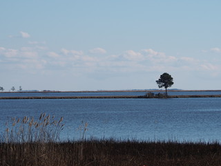 lonely tree on Chesapeake Bay