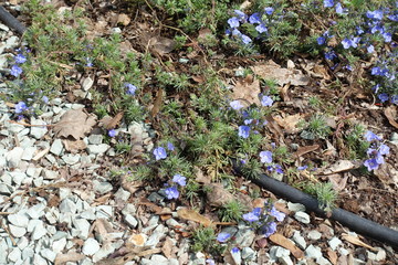Small purplish blue flowers of Veronica armena in April