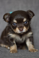 Chiot Chihuahua assis