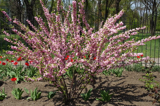 Prunus triloba Multiplex in full bloom in April