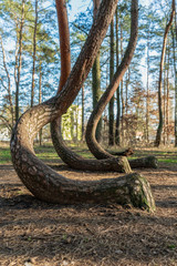 The crooked forest Krzywy Las near Gryfino in Poland