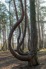The crooked forest Krzywy Las near Gryfino in Poland