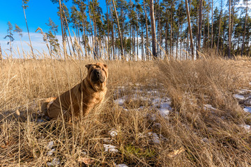 dog Shar Pei in the forest in the spring looks at the camera . red dog close-up