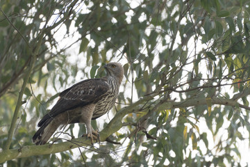 Mountain Hawk Eagle or Hodgson's hawk-eagle, is a large bird of prey native to Asia. The latter name is in reference to the naturalist, Brian Houghton Hodgson. 