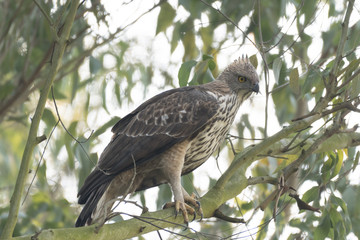 Mountain Hawk Eagle or Hodgson's hawk-eagle, is a large bird of prey native to Asia. The latter name is in reference to the naturalist, Brian Houghton Hodgson. 