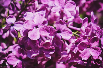 Bright spring flower background. Flowering branch of lilac in the spring garden.