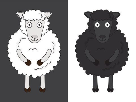 Black and white sheep